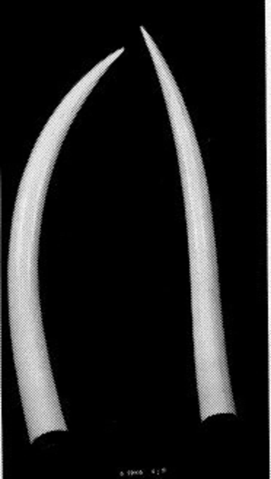 Olifantstand met zilveren dop #1